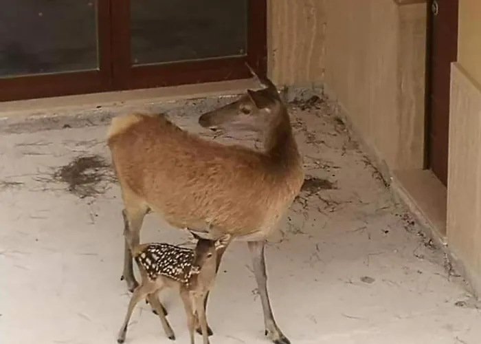 Апартаменты La Casetta Di Anna Villalago